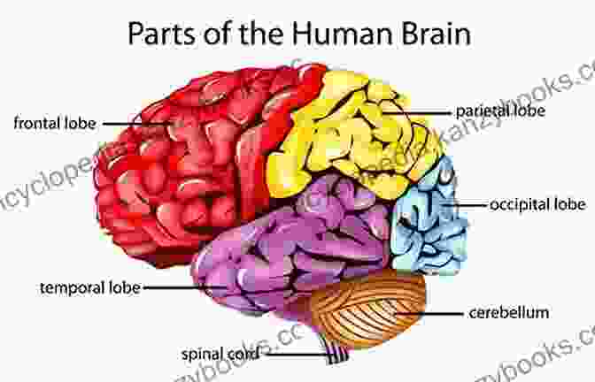 A Diagram Of The Human Brain Changes In The Brain: Impact On Daily Life