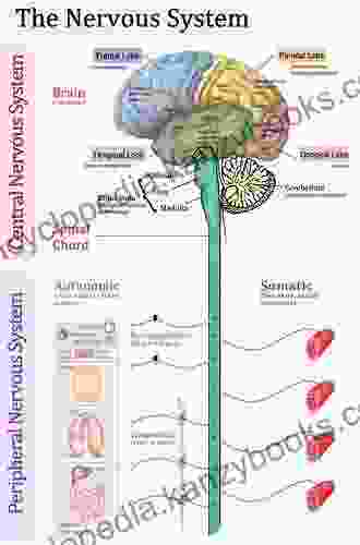 The Netter Collection Of Medical Illustrations: Nervous System Volume 7 Part 1 Brain: Part I Anatomy And Physiology (Netter Green Collection)