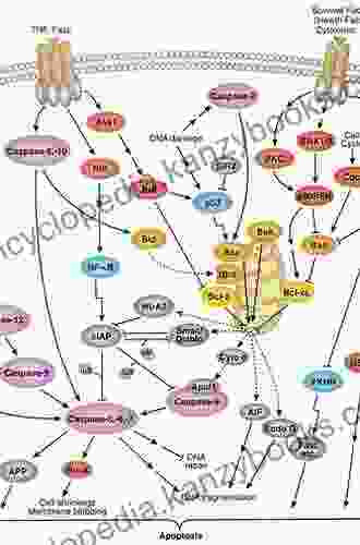 Oxidative Stress in Vertebrates and Invertebrates: Molecular Aspects of Cell Signaling